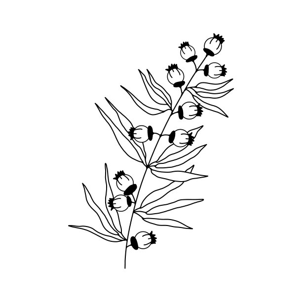 孤立的白色背景上的树叶和树枝图片下载