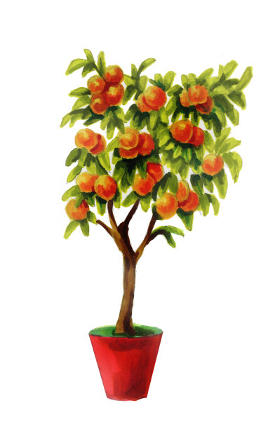 白色背景上结着成熟果实的桔子树。一棵树上有多汁的橘子果实的植物学插图。图片下载