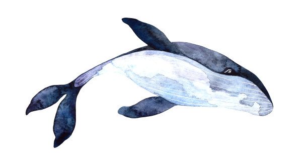 水彩鲸鱼，手绘插图孤立在白色的背景。水下动物写实艺术。图片下载