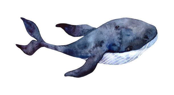 水彩鲸鱼，手绘插图孤立在白色的背景。水下动物写实艺术。图片下载