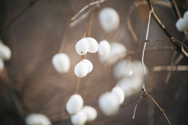雪果浆果在秋天阴天的特写。自然背景图片下载