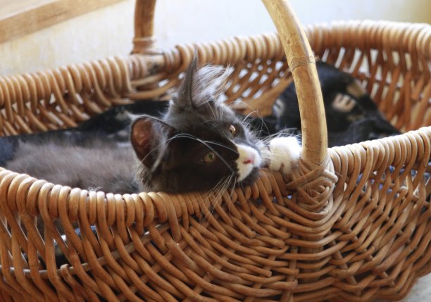 小缅因在玩小猫图片下载