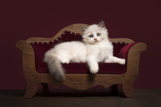 可爱的布娃娃小猫躺在豪华的栗色沙发上，红色背景在经典的样子图片下载