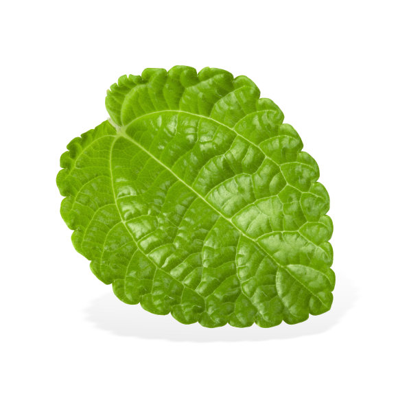 薄荷叶孤立在白色的背景图片下载