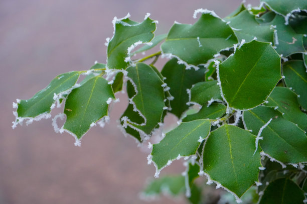 从覆盖着白霜的草的抽象背景图片下载