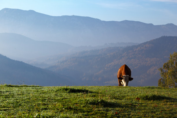 山上牧场上的牛图片下载