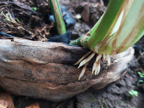 植物的根图片下载