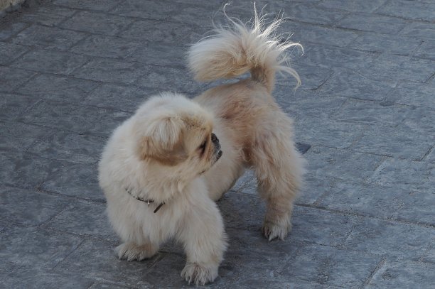 一只棕色毛茸茸的小哈巴狗图片下载