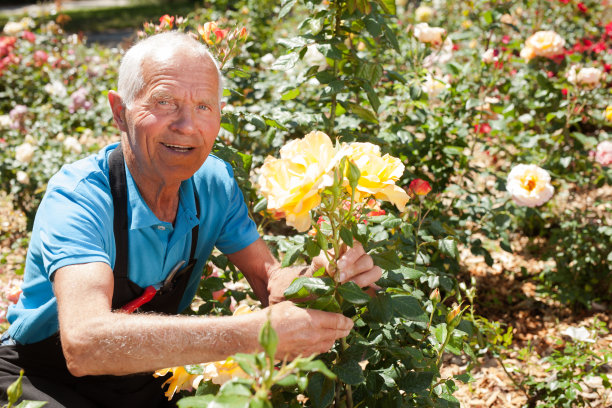 照料玫瑰花丛的人图片下载