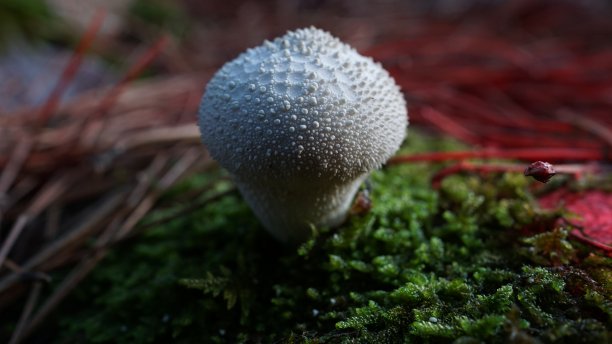 粗糙的白色蘑菇图片下载