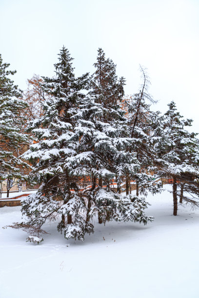 冬天阴天被雪覆盖的云杉图片下载