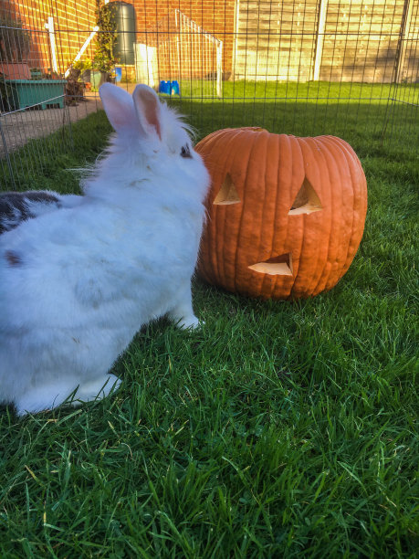万圣节快乐，宠物图片下载