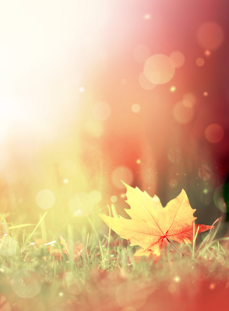 背景是褐色的树叶和公园里的植物，秋天的季节。背景自然植物景观。图片下载