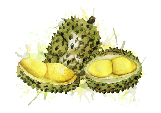 用水彩合成榴莲图片下载