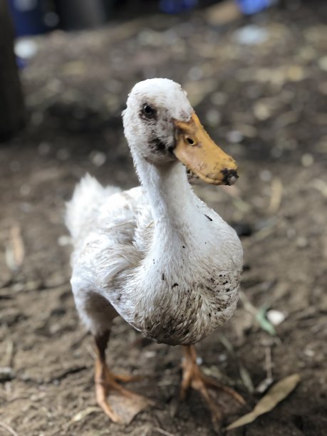 幸福的鸭子图片下载