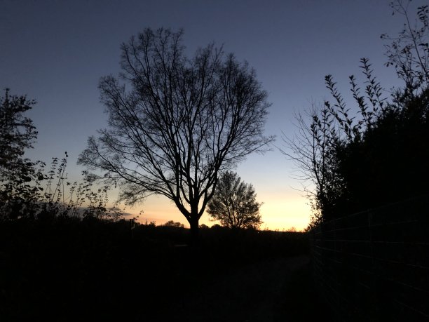 夕阳下灌木和树木的阴影图片下载