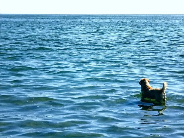 大海和狗图片下载