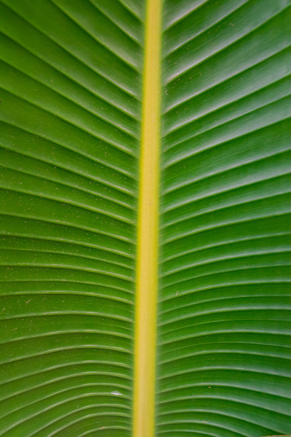 白芍绿叶图片下载