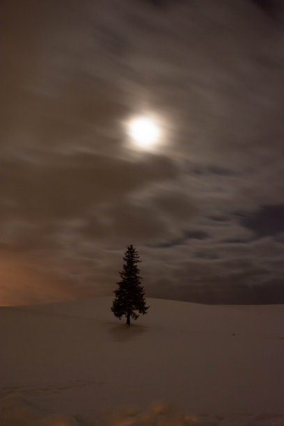 月光下雪地上的树木图片下载
