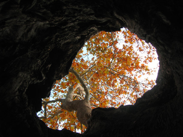 悬铃树图片下载