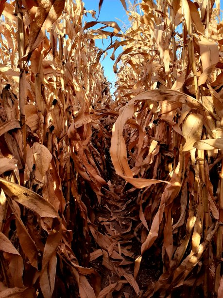 玉米地的庄稼准备收割了图片下载