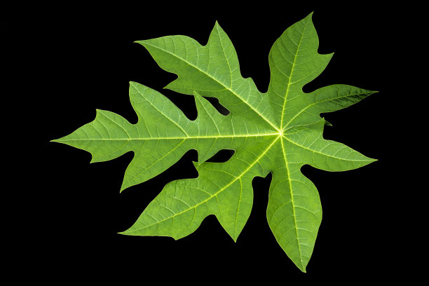番木瓜叶孤立在黑色背景图片下载