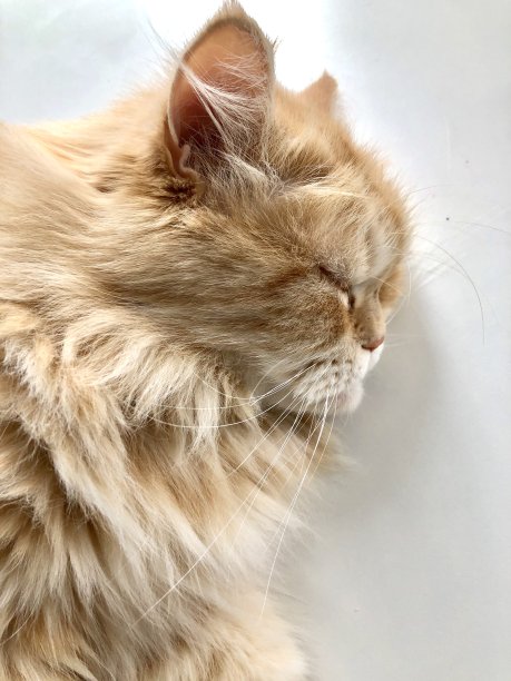 猫小睡图片下载