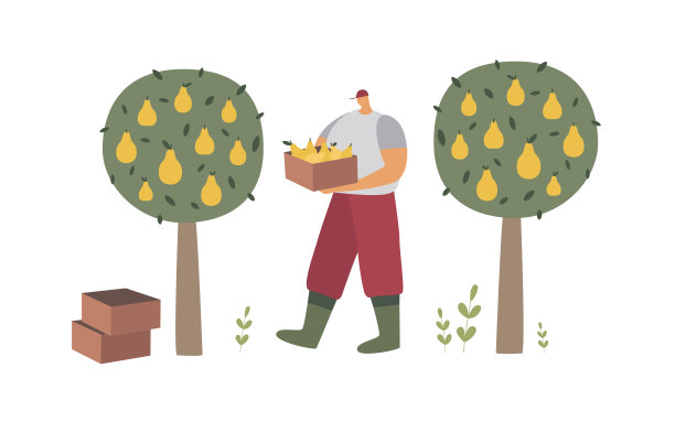 一个穿着工作服和靴子的人从树上收集梨。图片下载