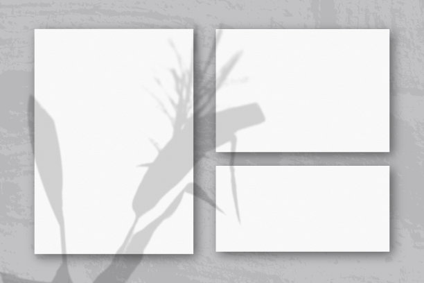 几张水平和垂直的白色纹理纸映衬着灰色的墙壁背景。自然光从植物的小穗和叶子上投射阴影图片下载