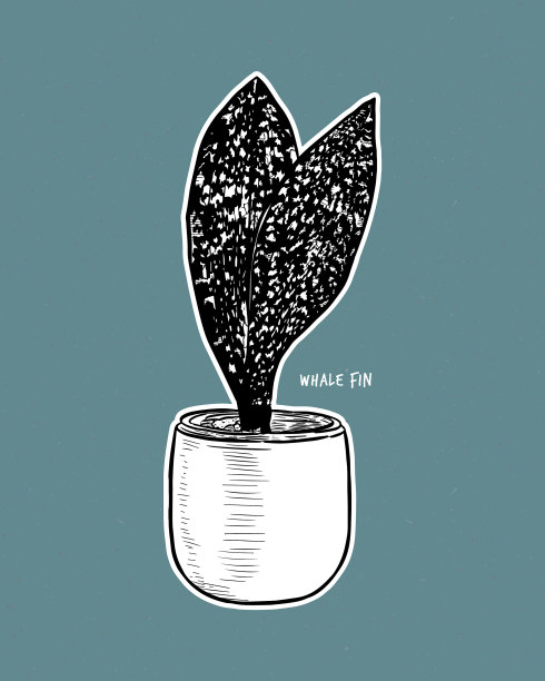 桑塞维里亚·梅森亚纳 - 鲸鳍蛇图片下载