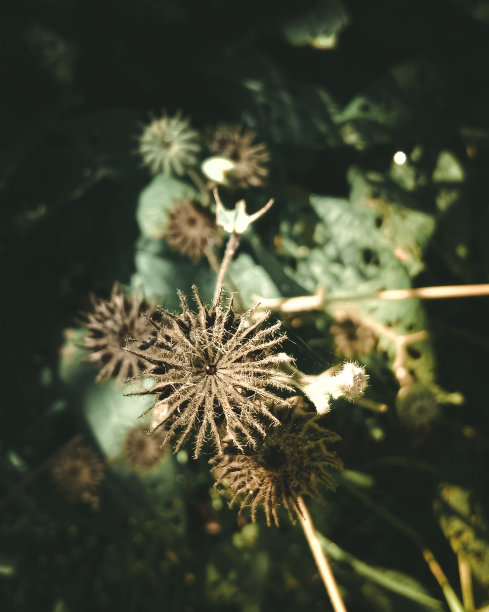 农村稻田里的杂草图片下载