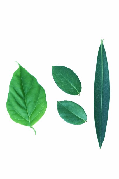 绿叶孤立在白色背景上。图片下载