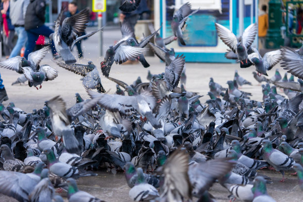 鸽子图片下载