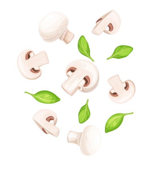 香菇和罗勒叶，矢量现实插图孤立在白色图片下载