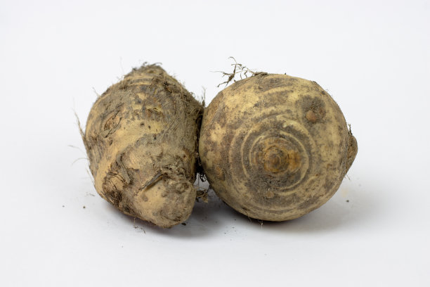 两个新鲜的有机菊芋靠近孤立在白色的背景图片下载