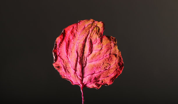 干叶纹理抽象背景图片下载