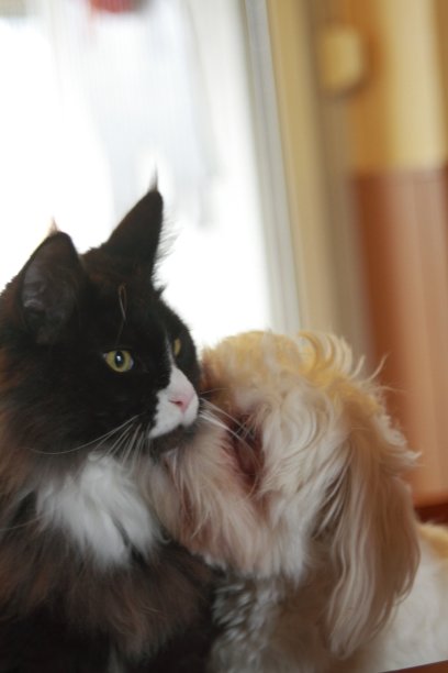 猫和贵妇狗有了外遇和拥抱图片下载