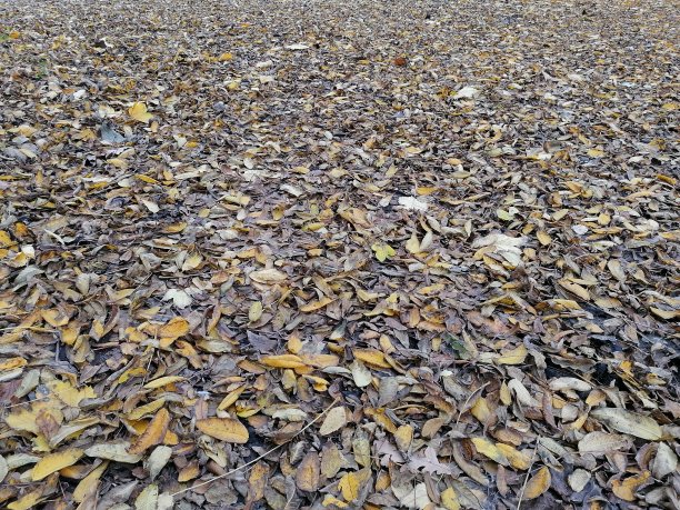 黄色的叶子地毯图片下载