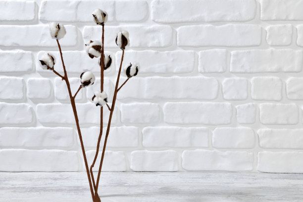棉花植物在白色砖墙上有纹理的背景图片下载
