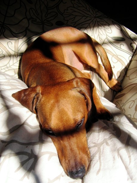 阳光下的红色腊肠犬图片下载