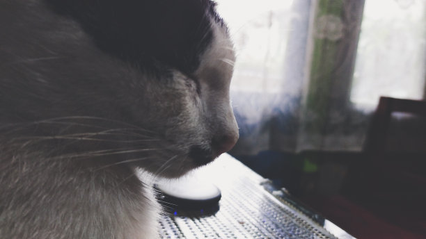 猫的睡眠图片下载