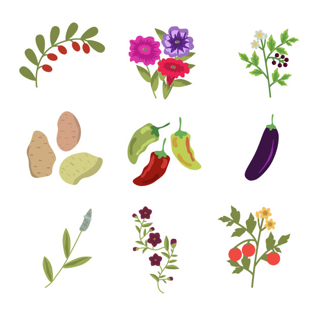 茄目植物组图片下载