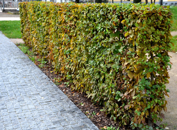 公园里修剪过的角木篱笆的秋叶。在秋天的巷子里，蛋形成虫的自然生长具有不同的特征和外观图片下载