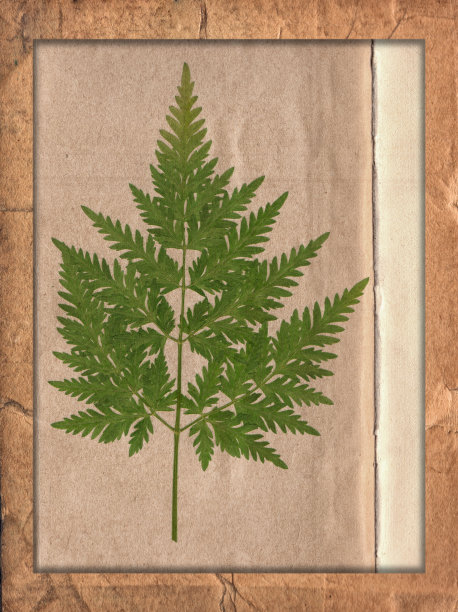 古老的粗糙纸张，有划痕和污渍，纹理和干燥的植物隔离图片下载