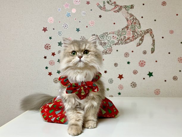 圣诞节的猫图片下载