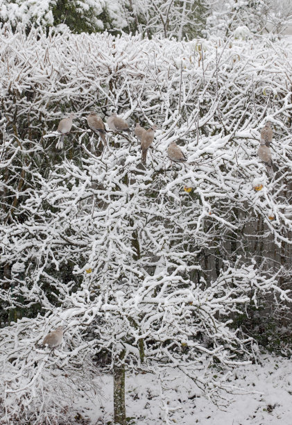 欧亚成卷的鸽子图片下载