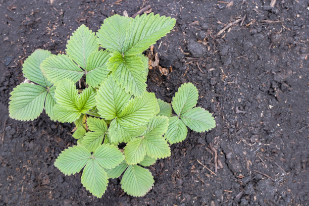 草莓绿壮、健康，生长在花园里的灌木中，栽在土壤里。从上往下看。高质量的照片图片下载