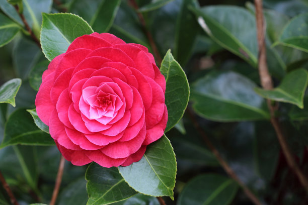 茶花品种罗格堂花近图片下载