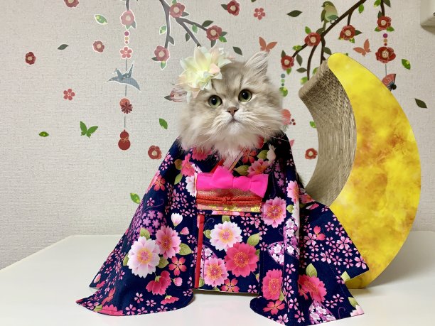 和服的猫图片下载