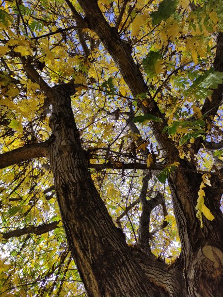 阳光和树图片下载